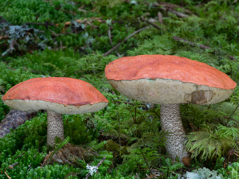 Leccinum piceinum